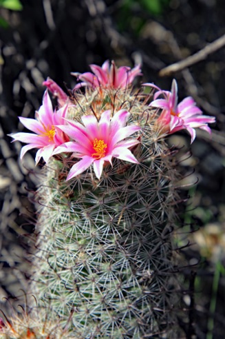 Arizona Fishhook Cactus
Rio Verde, AZ. Arizona Fishhook Cactus
Rio Verde, AZ.